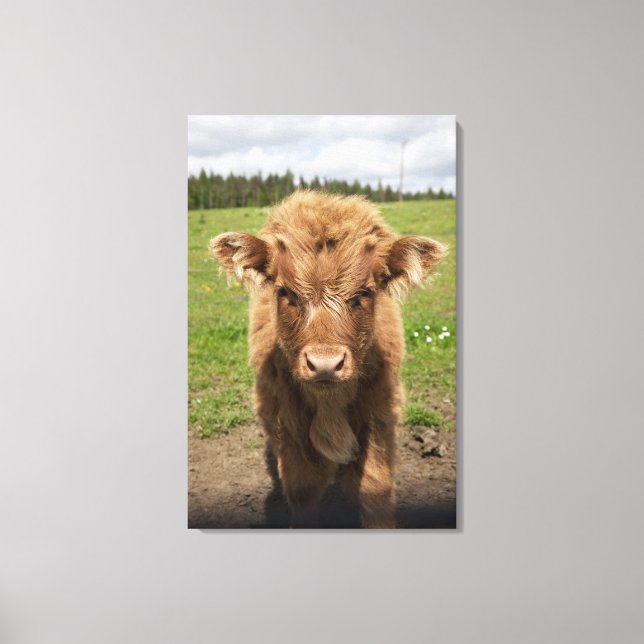 Highland Cattle calf, nära Dufftown, Canvastryck (Framsida)