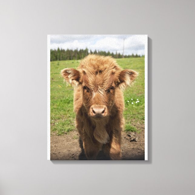 Highland Cattle calf, nära Dufftown, Canvastryck (Framsida)