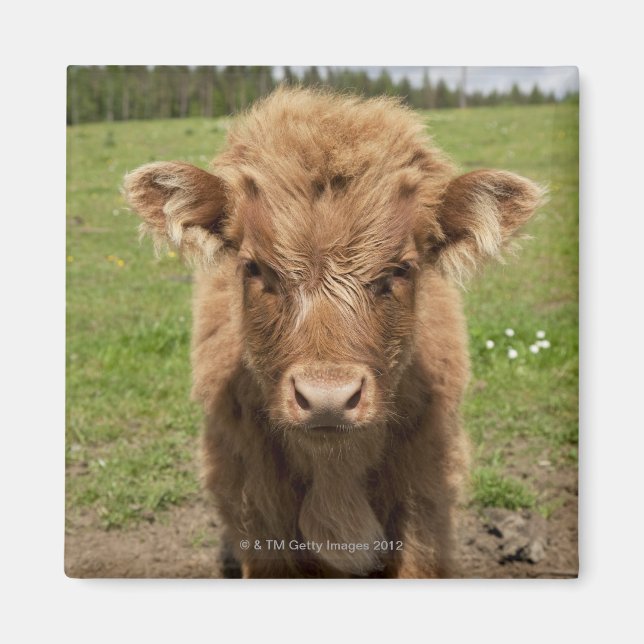 Highland Cattle calf, nära Dufftown, Magnet (Framsidan)