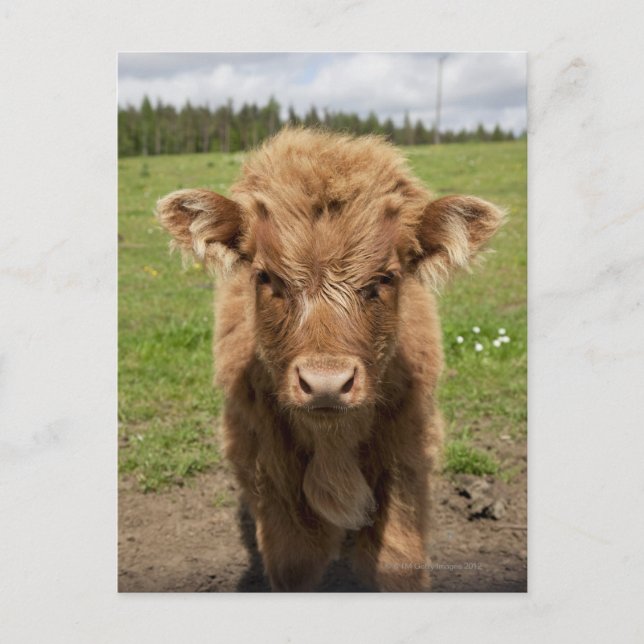 Highland Cattle calf, nära Dufftown, Vykort (Framsida)