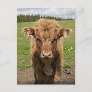 Highland Cattle calf, nära Dufftown, Vykort