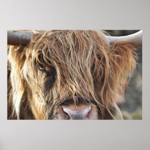 HIGHLAND CATTLE COW ANSIKTE POSTER