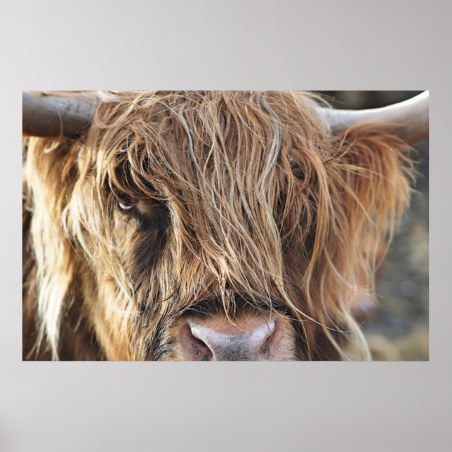HIGHLAND CATTLE COW ANSIKTE POSTER (Framsidan)