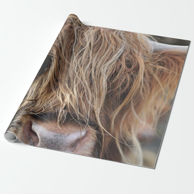 HIGHLAND CATTLE COW ANSIKTE PRESENTPAPPER (Utrullad)