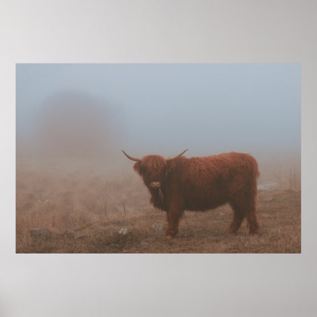 HIGHLAND CATTLE COW POSTER (Framsidan)