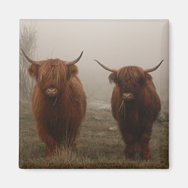 Highland Cattle Fog Photo Magnet (Framsidan)