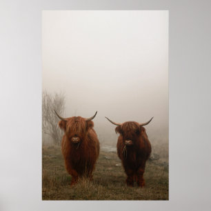 Highland Cattle Fog Photo Poster