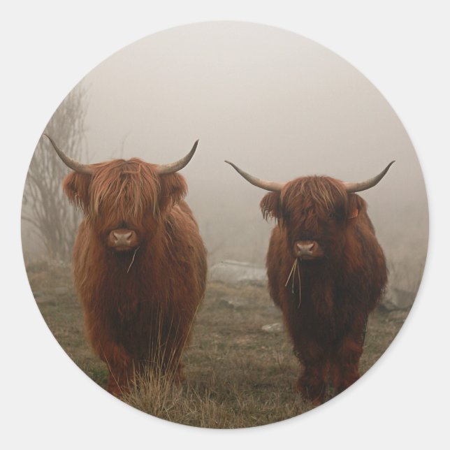 Highland Cattle Fog Photo Runt Klistermärke (Framsida)