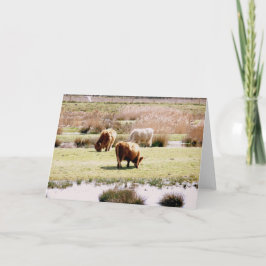 Highland Cattle Grazing Kort