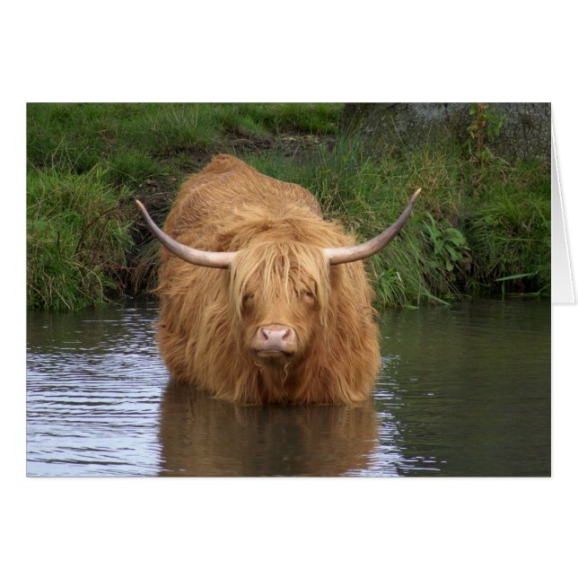 Highland Cattle Hälsningskort (Framsidan Horizontal)