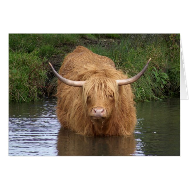 Highland Cattle Hälsningskort (Framsidan Horizontal)