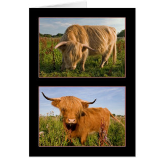 Highland Cattle Hälsningskort