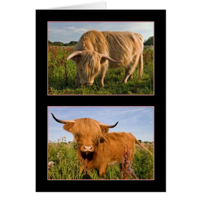 Highland Cattle Hälsningskort (Framsidan)