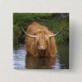 Highland Cattle Knapp