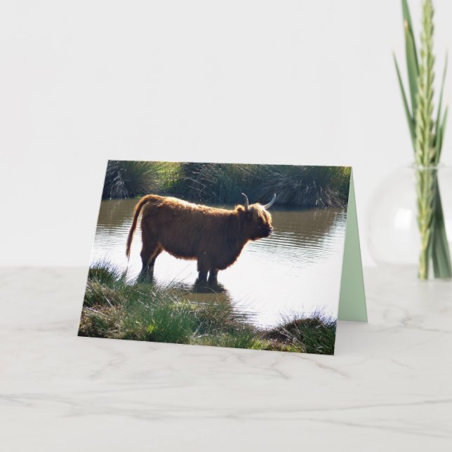 Highland Cattle Kort (Framsida)