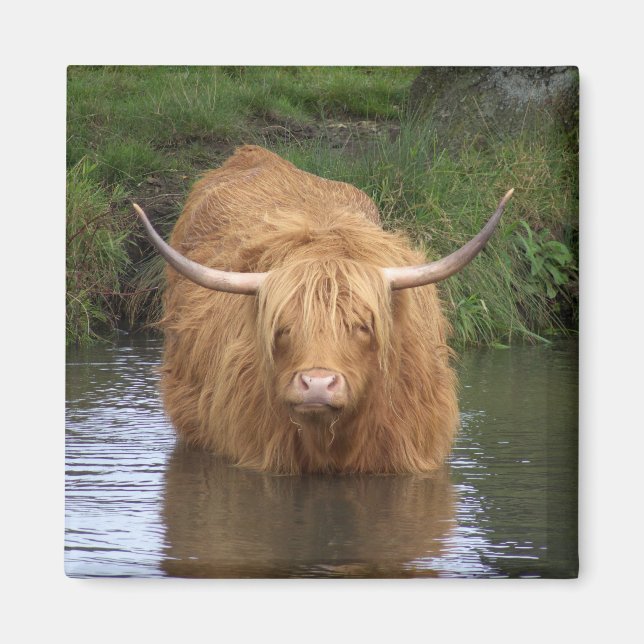Highland Cattle Magnet (Framsidan)
