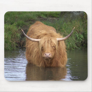 Highland Cattle Musmatta