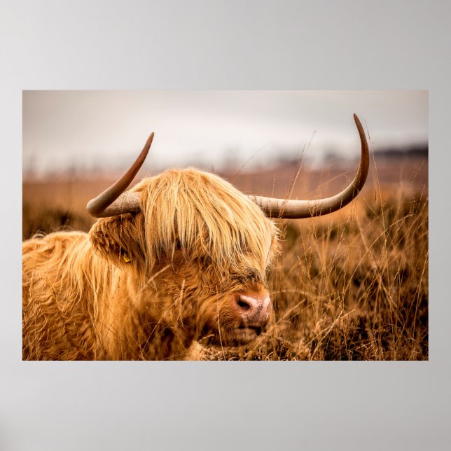 HIGHLAND CATTLE POSTER (Framsidan)