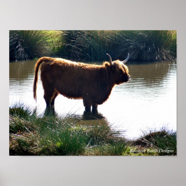 Highland Cattle Poster (Framsidan)