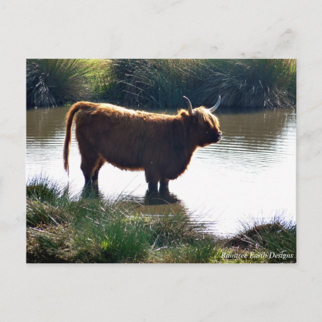 Highland Cattle Vykort (Framsida)