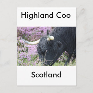 Highland Coo Vykort