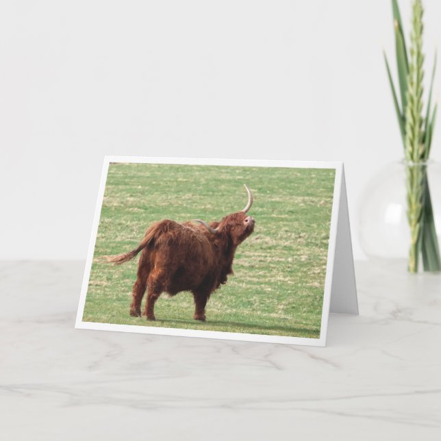 Highland cow Birthday card Tack Kort (Framsida)