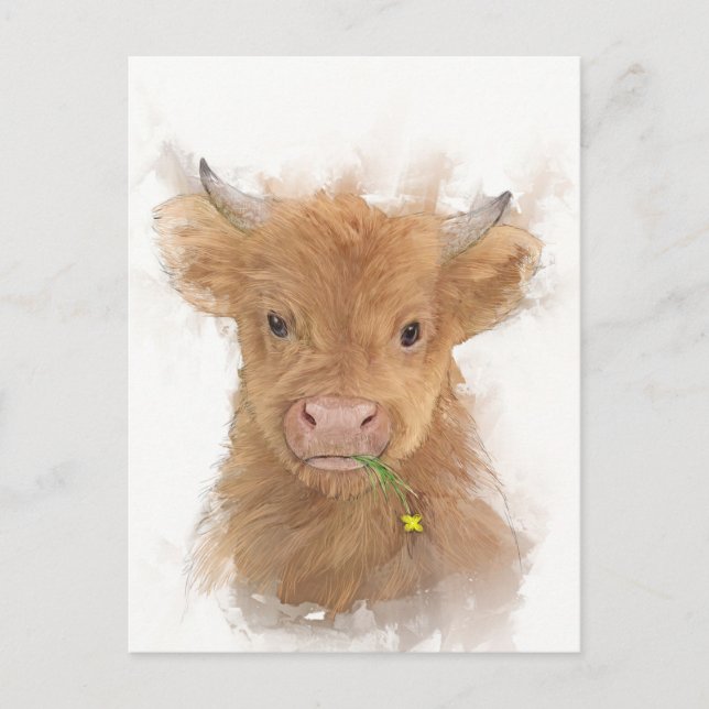 Highland Cow Calf Porträtt Vykort (Framsida)