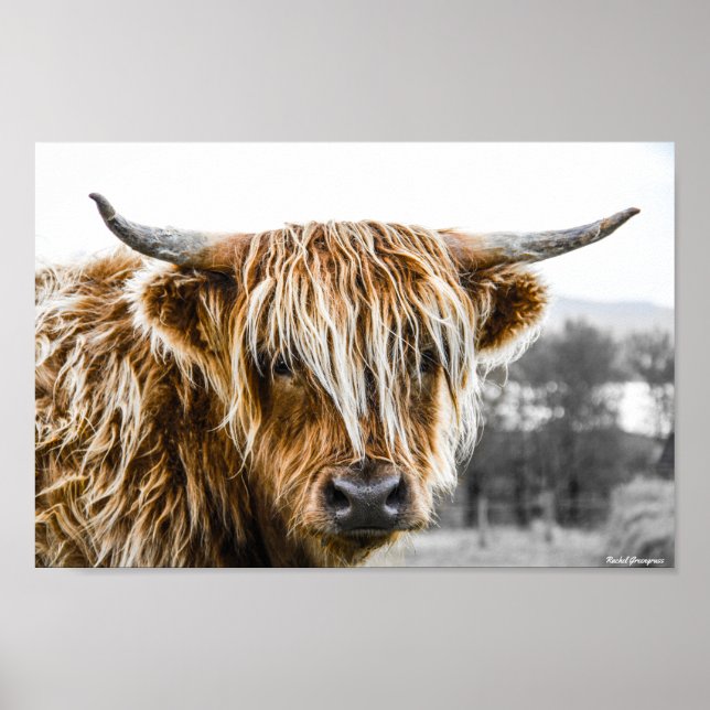 Highland Cow Coo Poster (Framsidan)