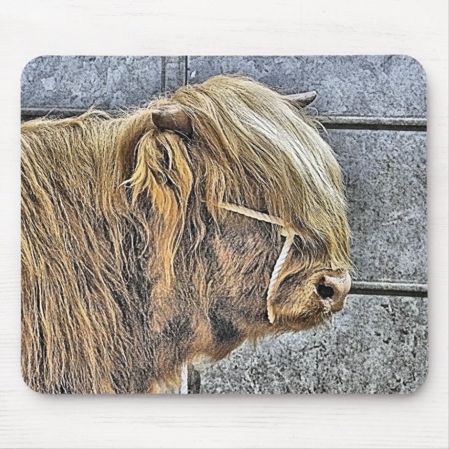HIGHLAND COW MUSMATTA (Framsidan)