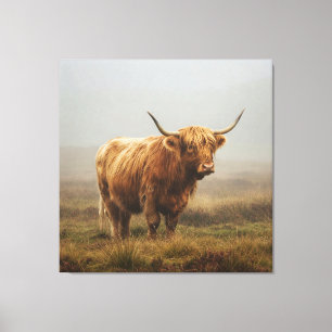 Highland Cow på DAWN Canvastryck