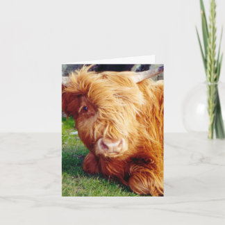 Highland Cow Photo Kort