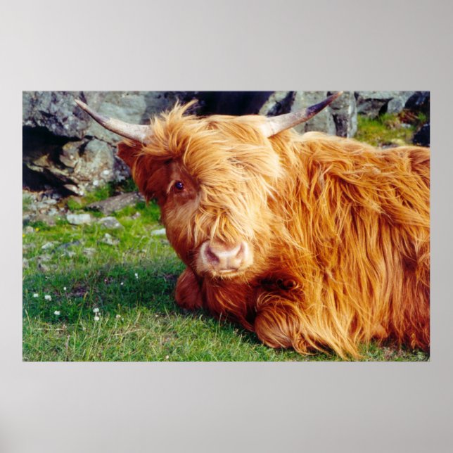 Highland Cow Photo Poster (Framsidan)