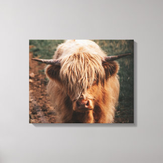Highland Cow Scotland Canvastryck