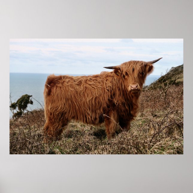 HIGHLAND COW, SCOTLAND POSTER (Framsidan)