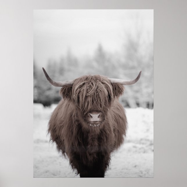 Highland Cow Scotland Rustic Farm Poster (Framsidan)