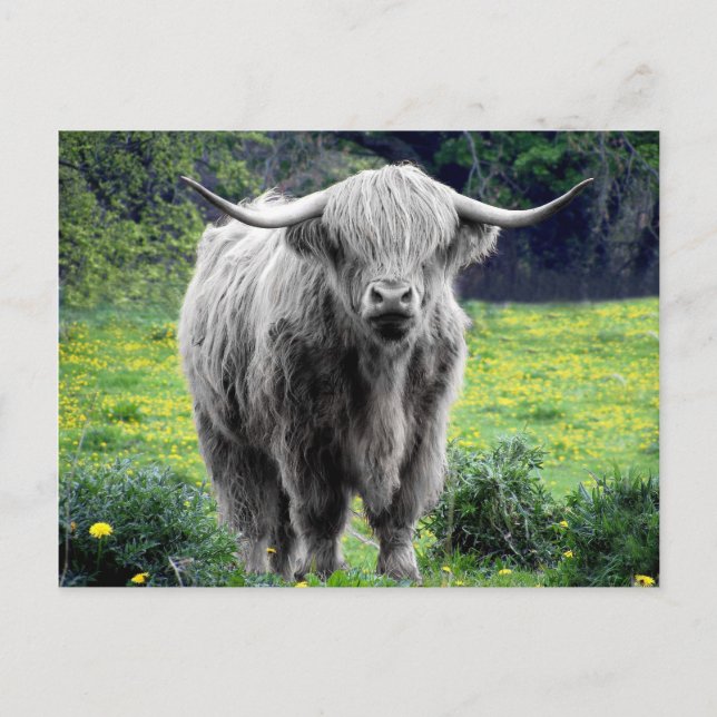Highland Cow Scotland Rustic Vykort (Framsida)