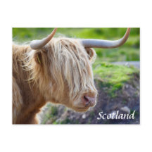 Highland Cow Scotland-vykort