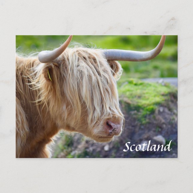 Highland Cow Scotland-vykort Vykort (Framsida)