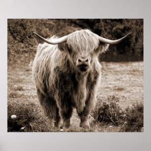 Highland Cow Skottland Rustik Brun monokrom Poster