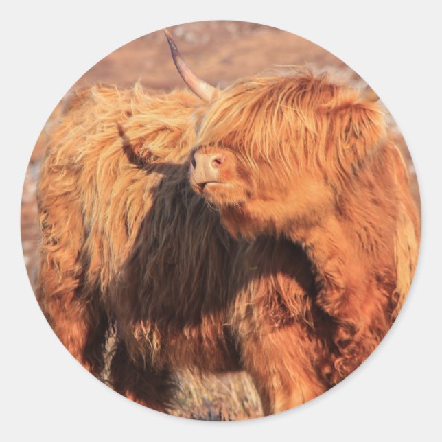 Highland Cow Stickers Runt Klistermärke (Framsida)