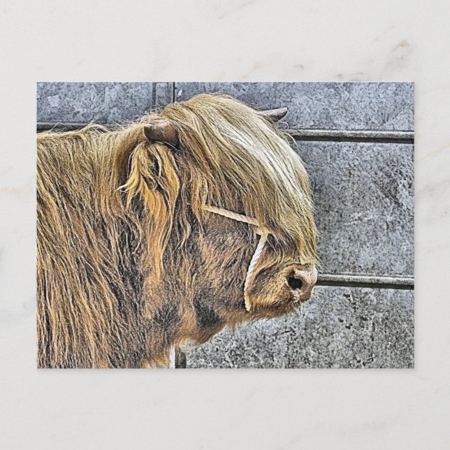 HIGHLAND COW VYKORT (Framsida)