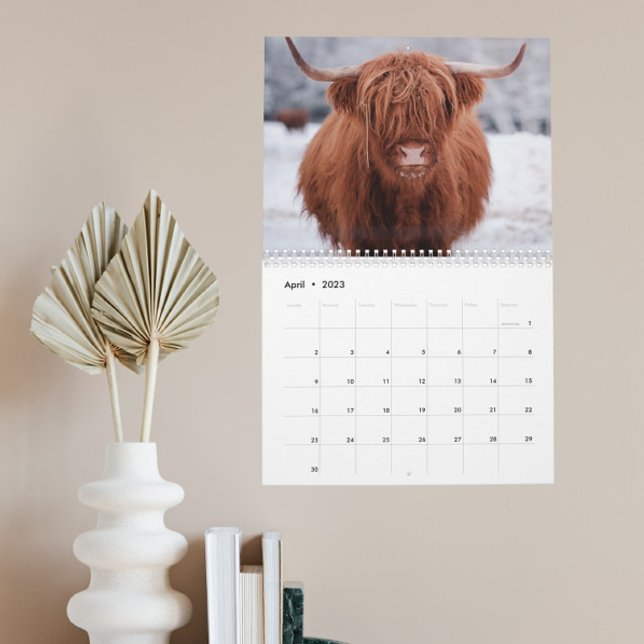 Highland Cows Farm Animal Scotland Varje år Kalender (Skapare uppladdad)
