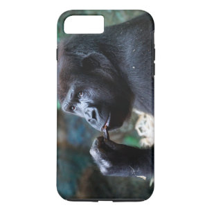 Highland Gorilla - Picking Teeth