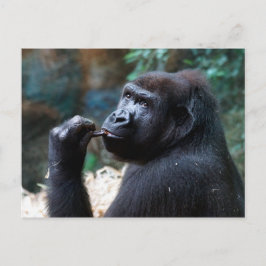 Highland Gorilla - Picking Teeth Vykort