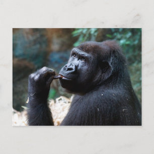 Highland Gorilla - Picking Teeth Vykort