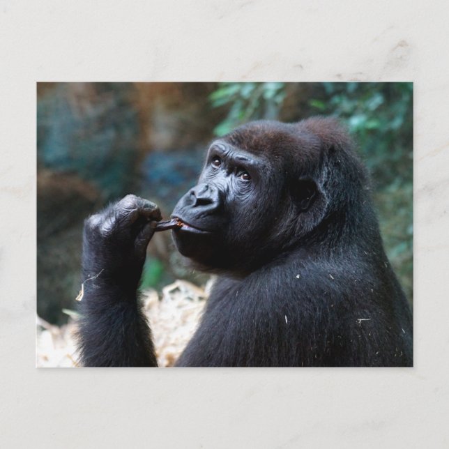 Highland Gorilla - Picking Teeth Vykort (Framsida)