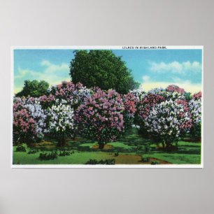 Highland Park lilor i blom Poster