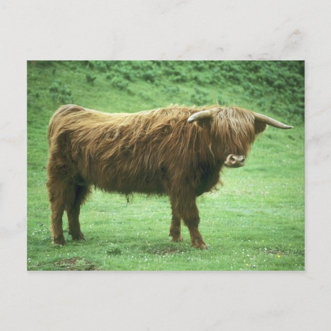 Highland Steer, ön Mull, Inner Vykort (Framsida)