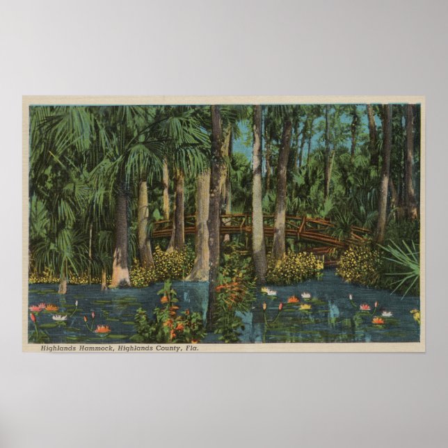 Highlands County, FL - View of Highlands Hammock Poster (Framsidan)