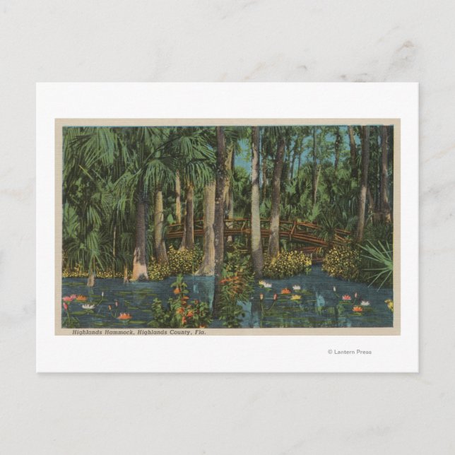 Highlands County, FL - View of Highlands Hammock Vykort (Framsida)